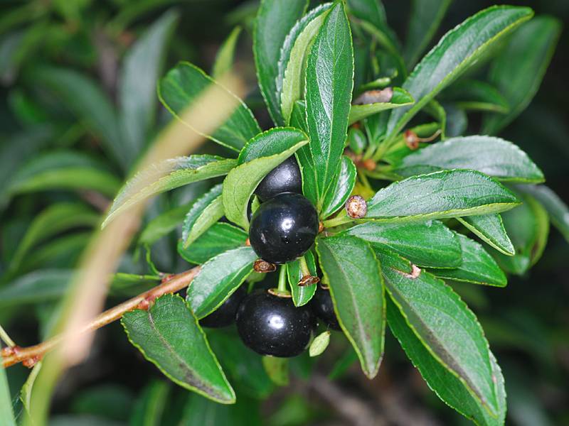 Rhamnus saxatilis